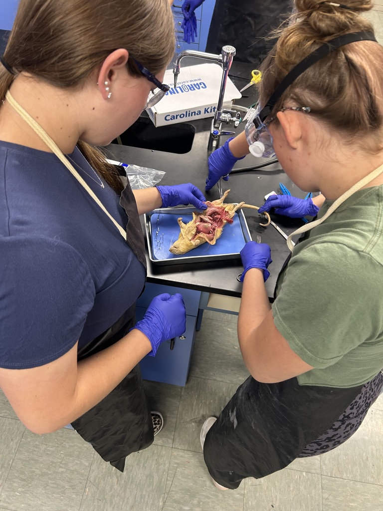 Rat Dissection