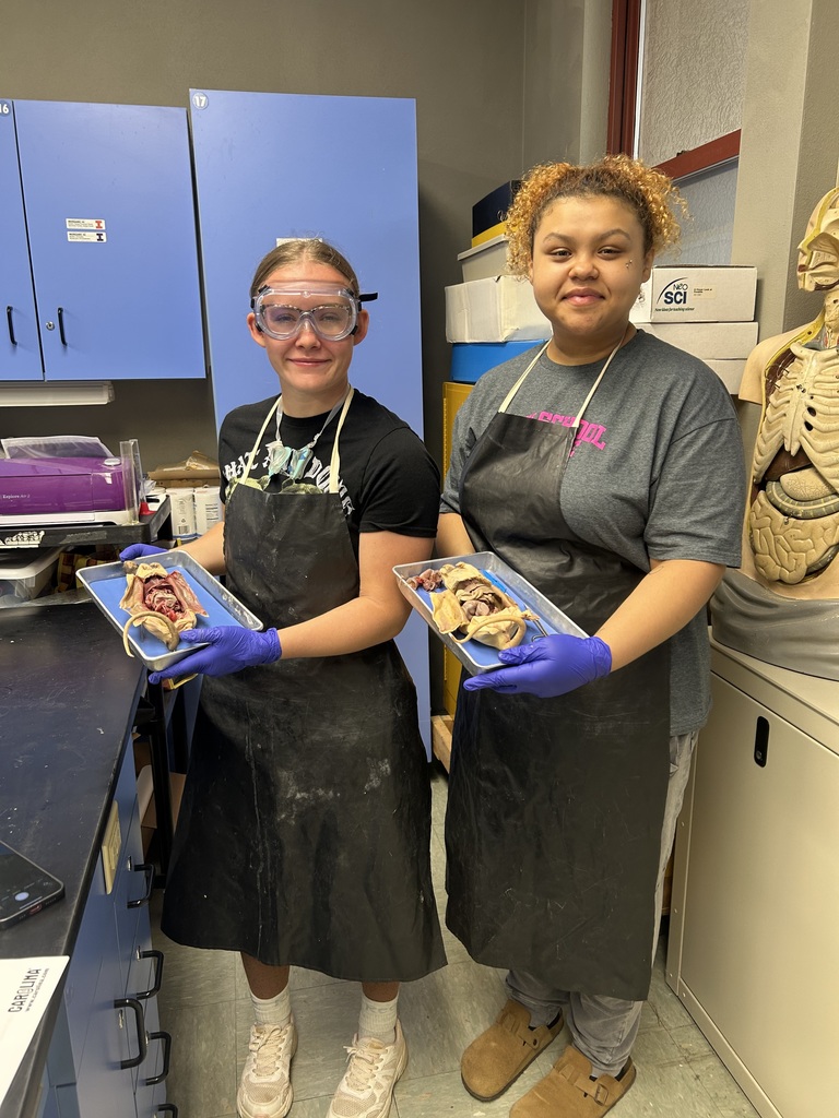 Rat Dissection