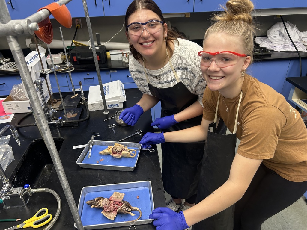 Rat Dissection