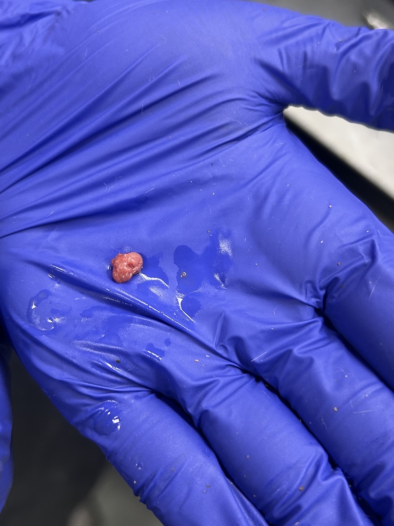 Rat Dissection