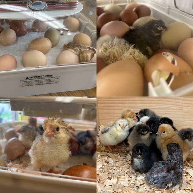 1st Grade Chicken Farmers