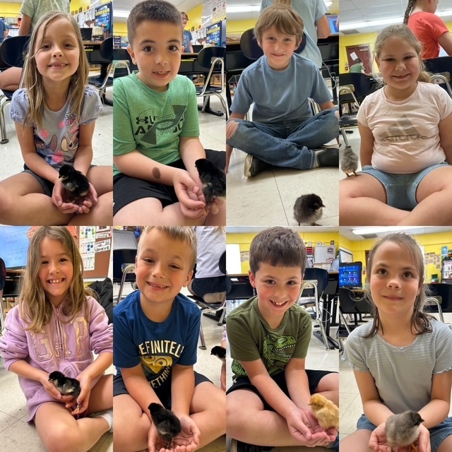 1st Grade Chicken Farmers