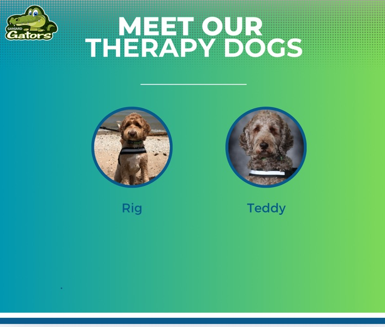 dogs