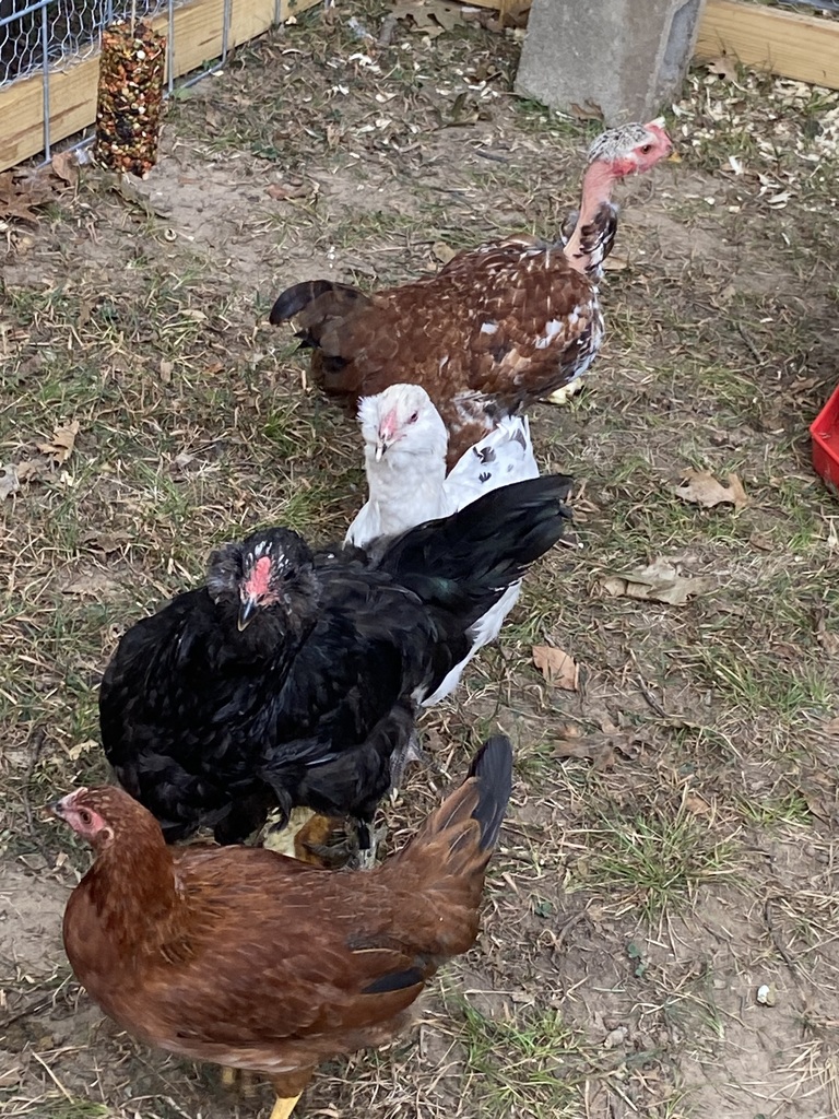 chickens