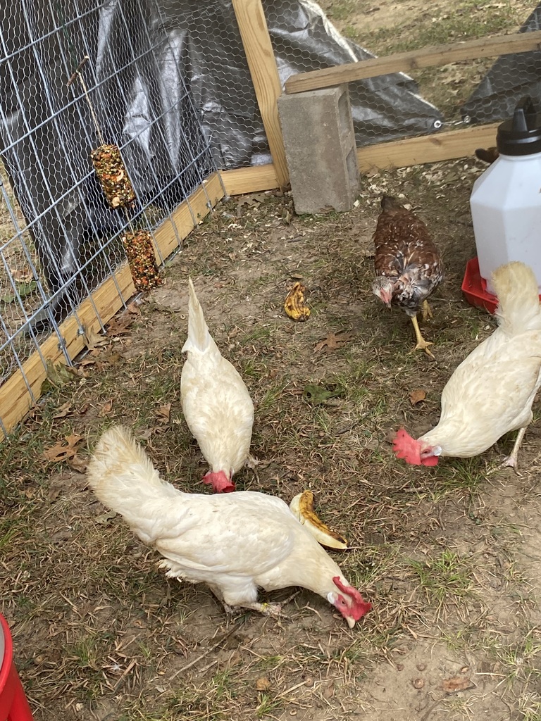 chickens