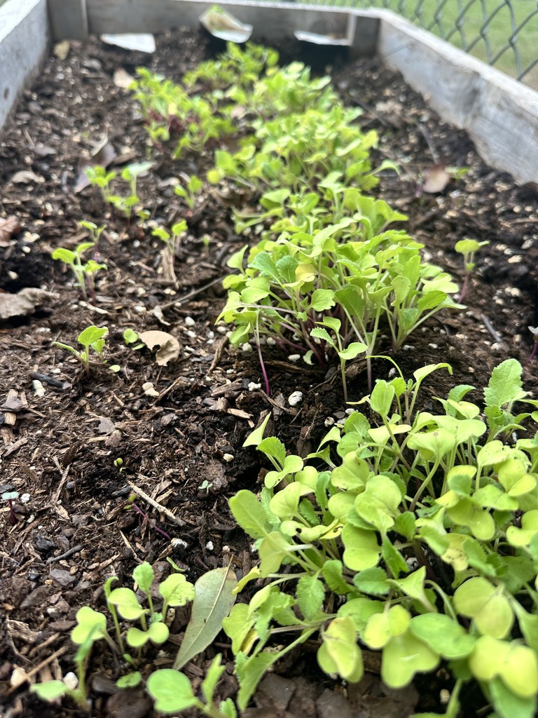 plants growing