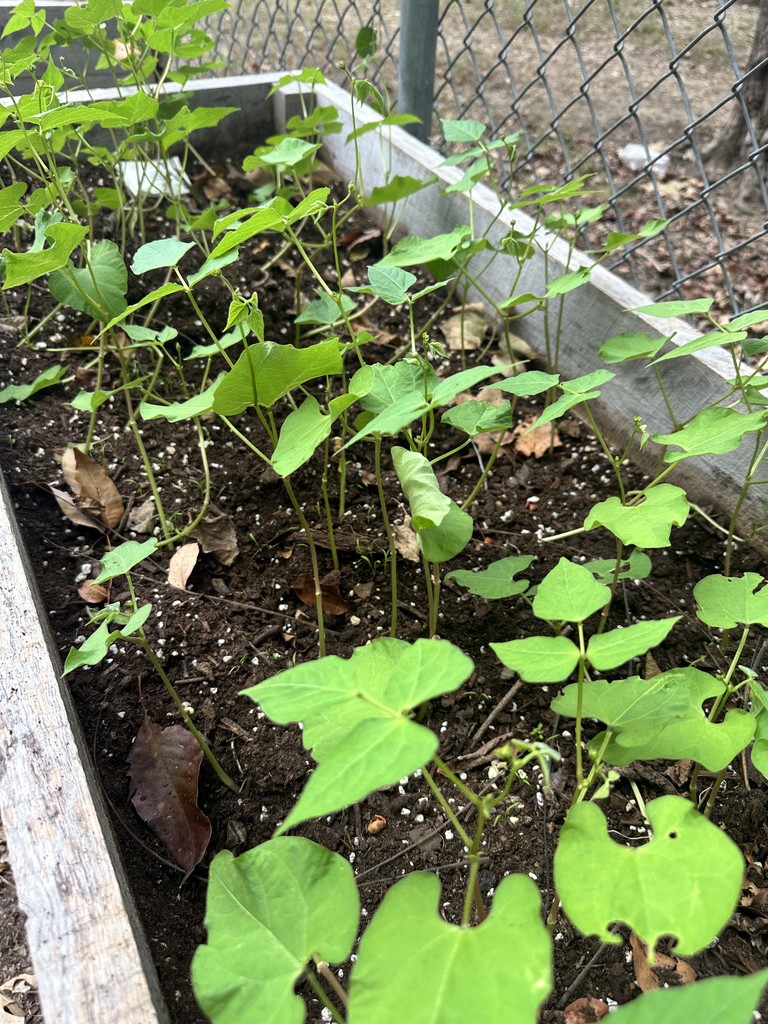 plants growing