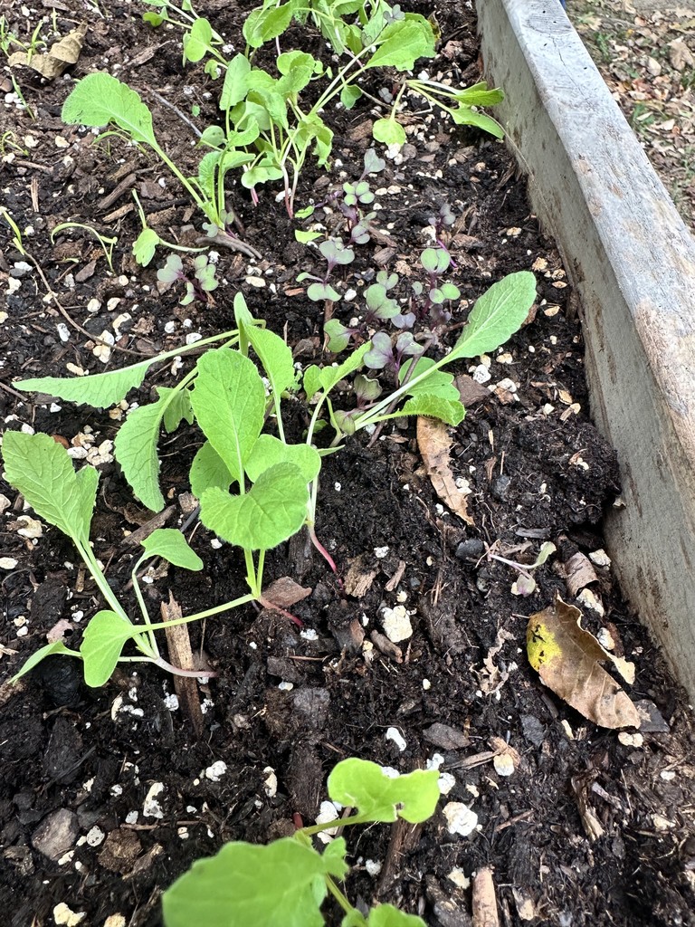 plants growing