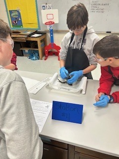 middle school kids in goggles and gloves dissecting a frog