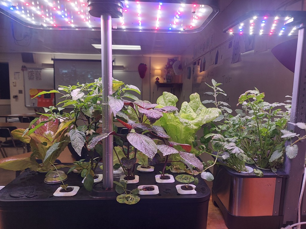hydroponic plants
