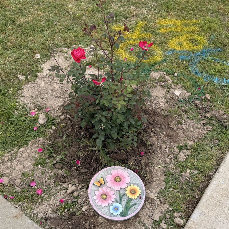 memorial for Ms. Brenda and Mrs. Eve