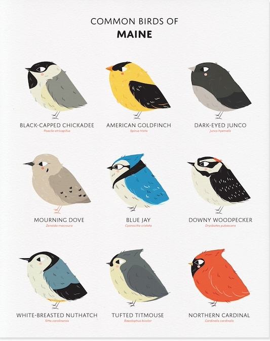 birds