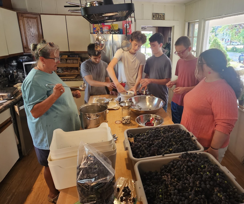 concord Grape Harvest