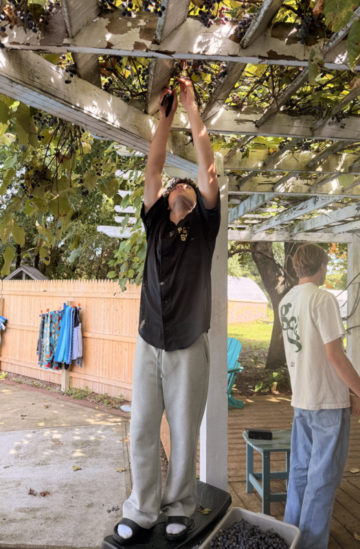 A student reaches for grapes during a class farm visit in which Marshwood High School students learned how grapes are grown, picked, taken to market and even made into juice