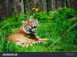 Lounging Tiger