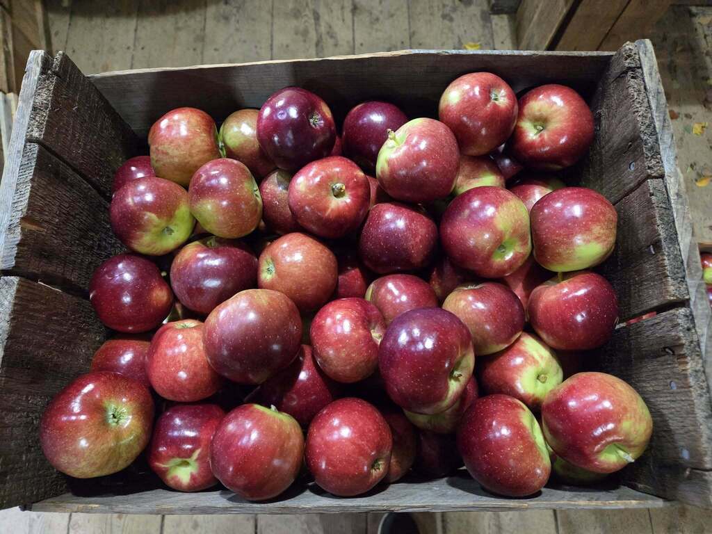 apples