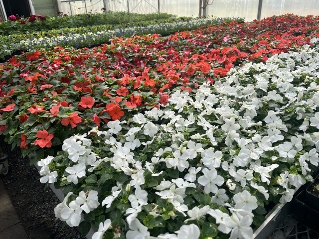 Greenhouse flowers at the MSAD #1 School Farm