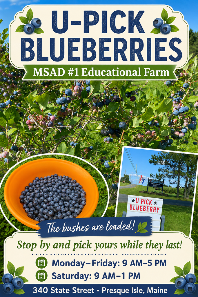 U-pick blueberries