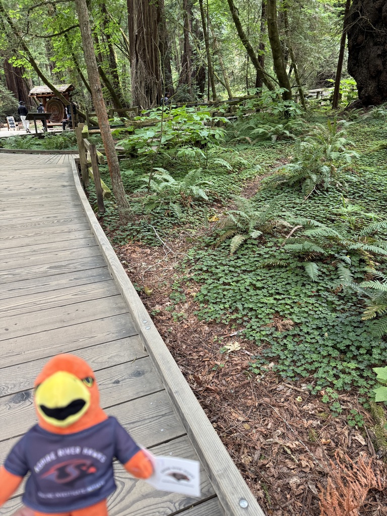 River Hawk plushie outside on nature walk