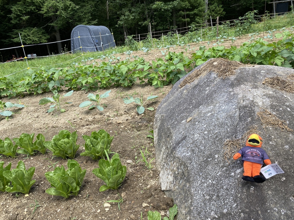 River Hawk plushie outside on in front of garden