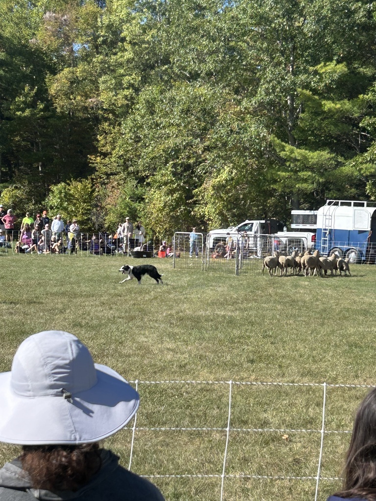 Border Collie outside herding sheep in front of crowd.