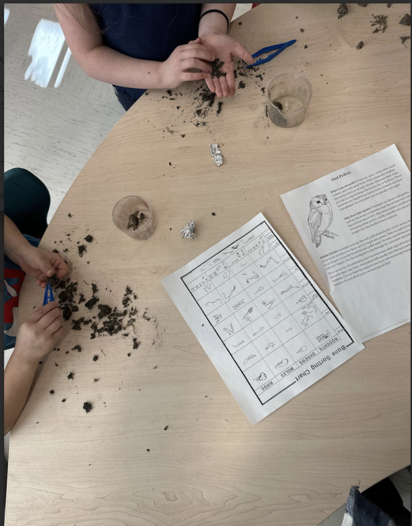 Scientists from Mr. Caldwell's Kindergarten Class dissecting Owl Pellets 