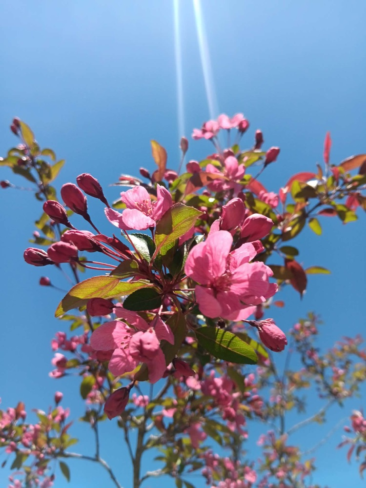 pink flowers