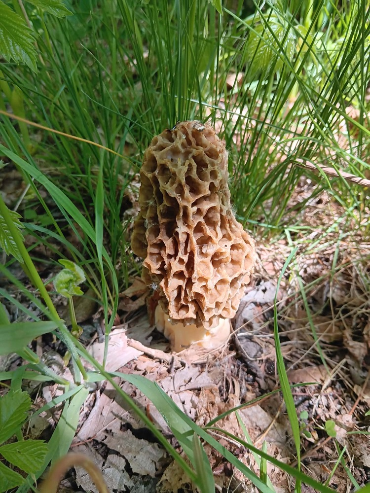 a mushroom seen on a trail