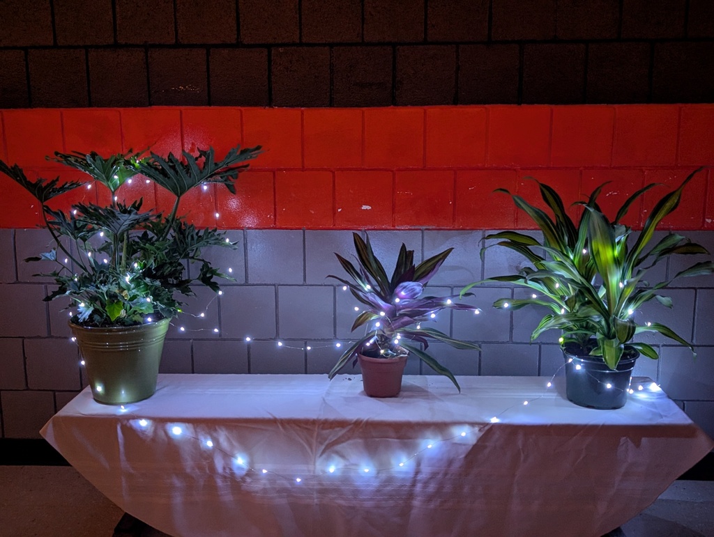 Three plants on a table with string lights wrapped around it