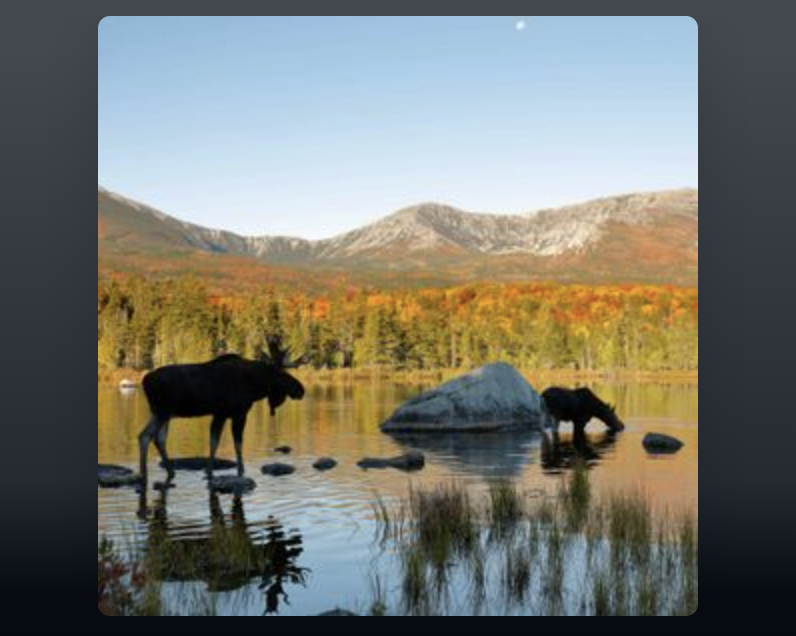 moose in water in front of mountains