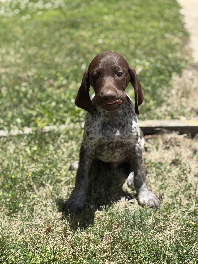 puppy