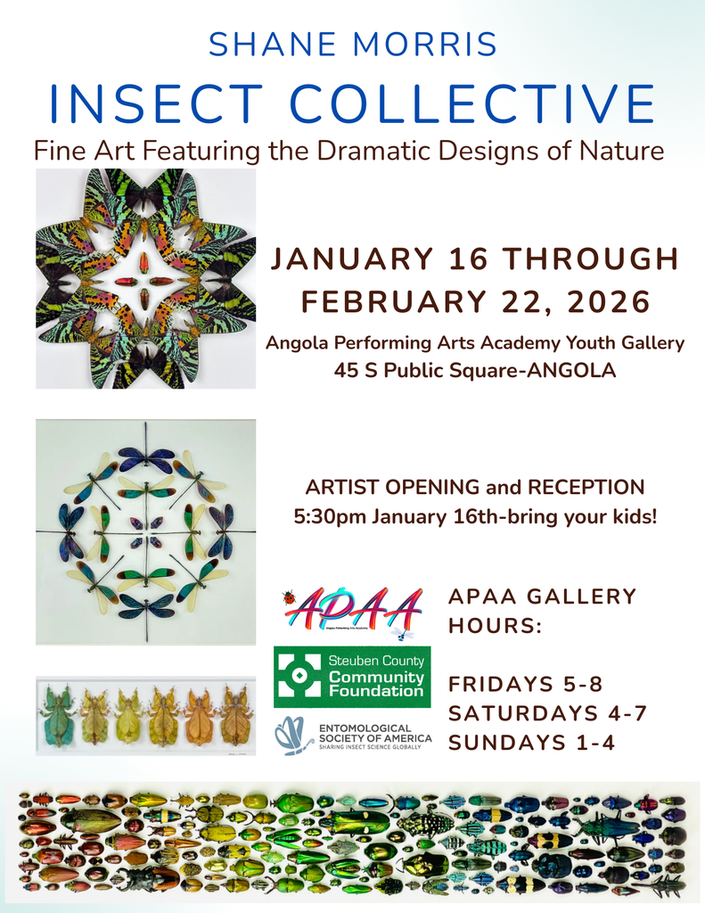 Flyer about Artist show by Shane Morris called Insect Collective,