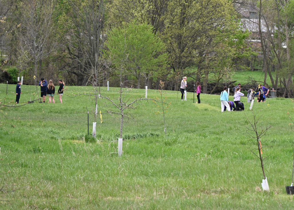 Small groups of middle school students in a park digging up trees