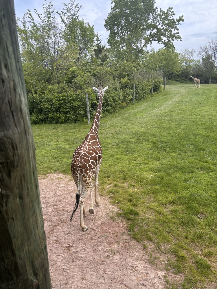 giraffe