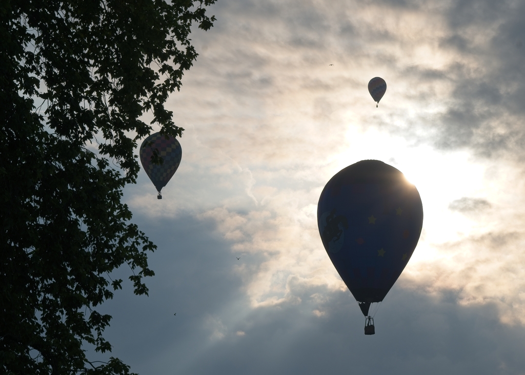Hot air balloons in sky through trees