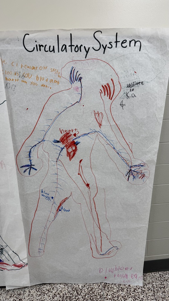 1st grade students have been learning about the circulatory system.