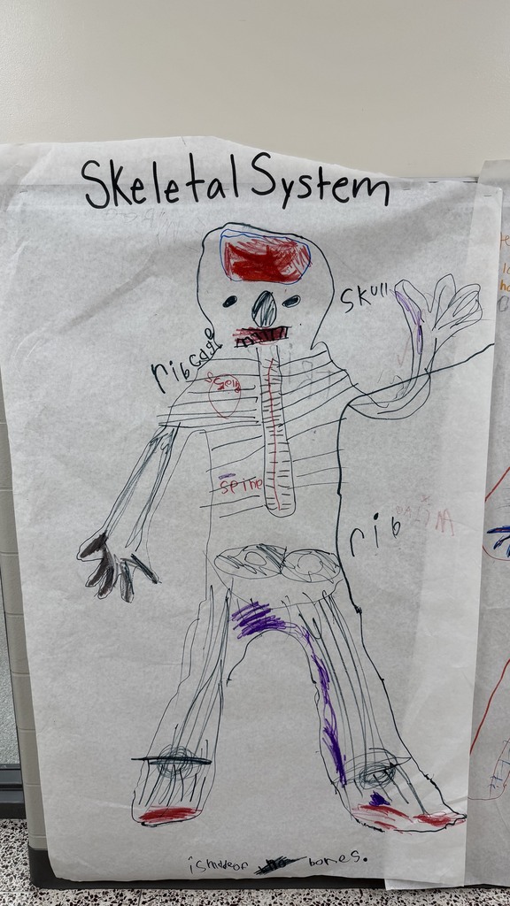 1st grade has been learning about the skeletal system.