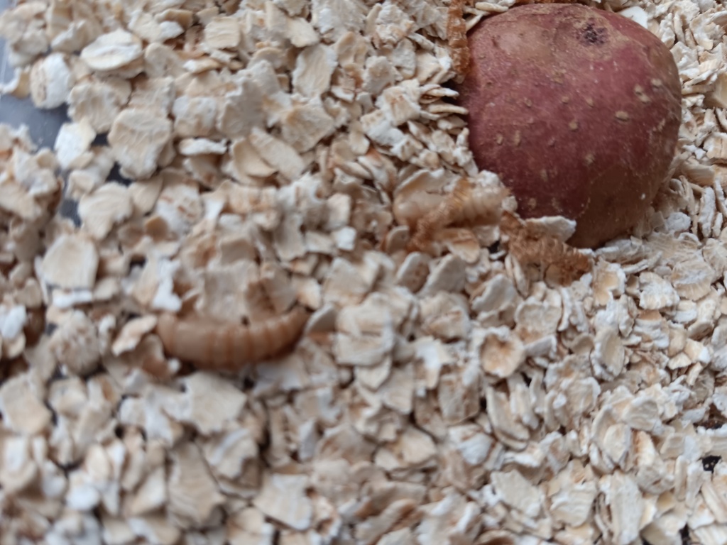 mealworms