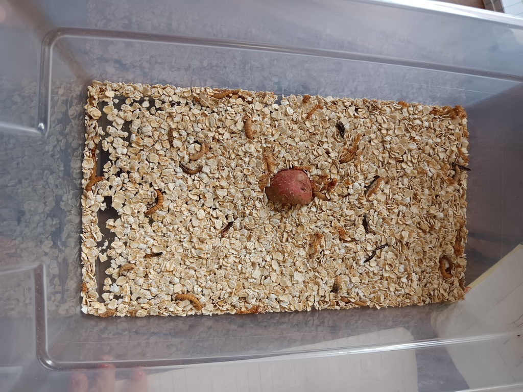 mealworms