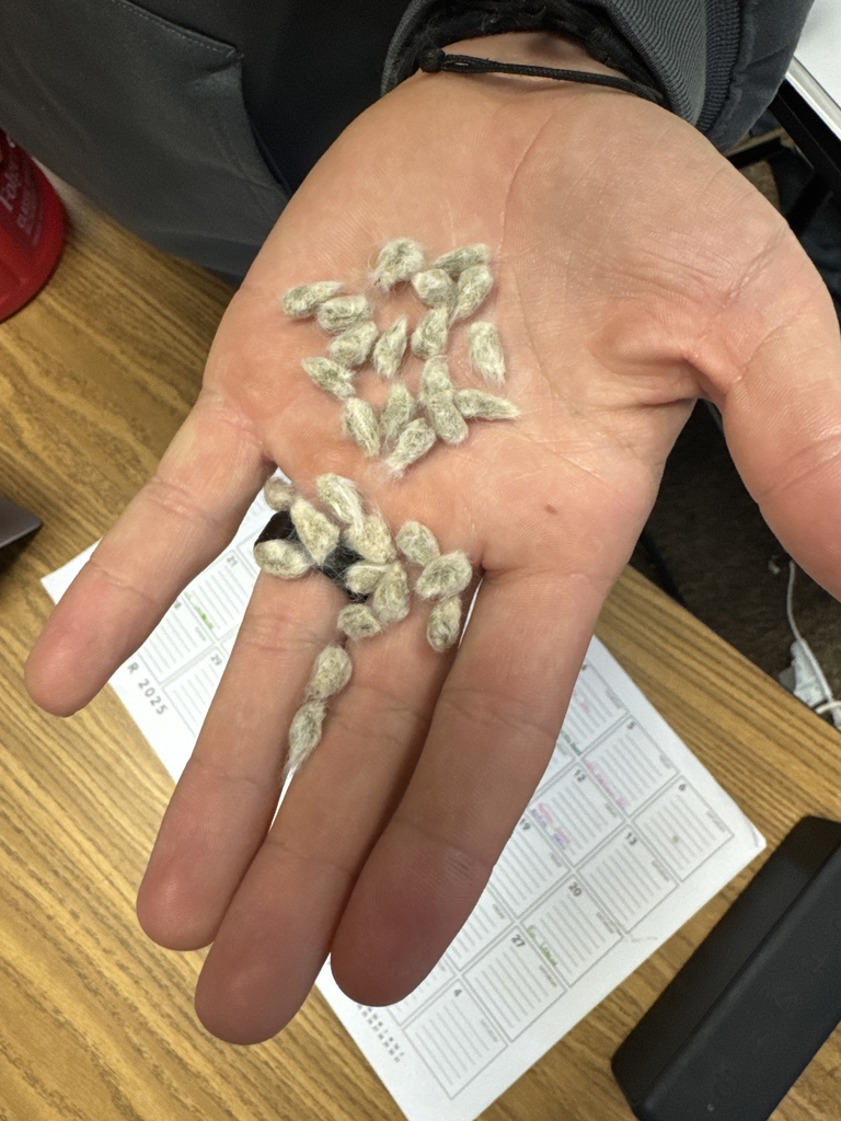 cotton seeds
