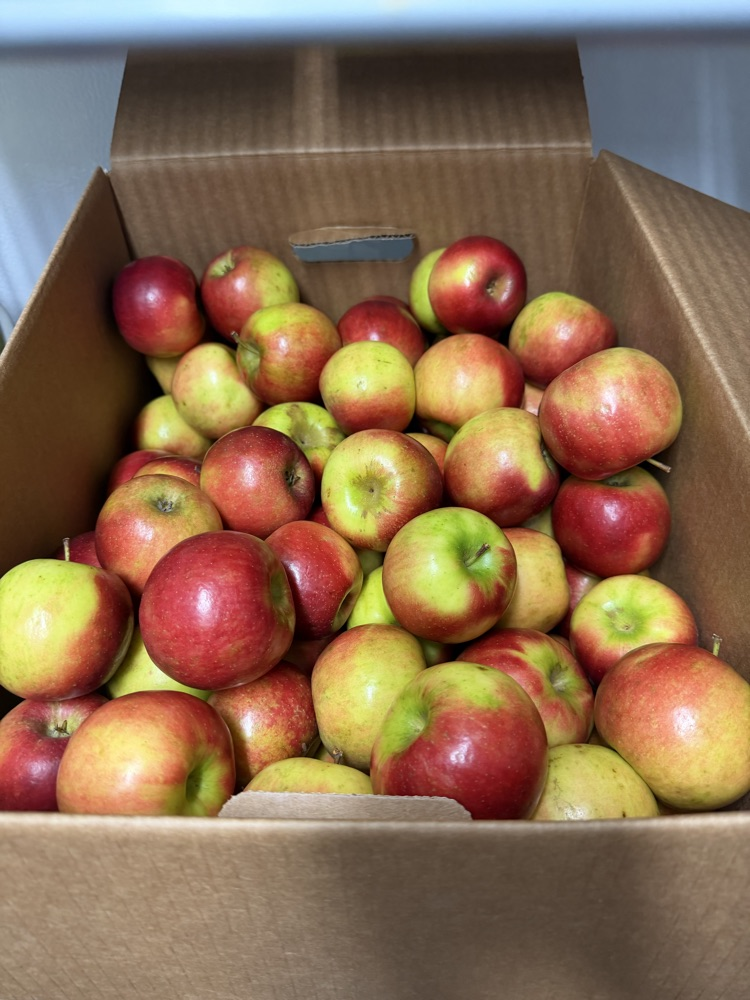 apples
