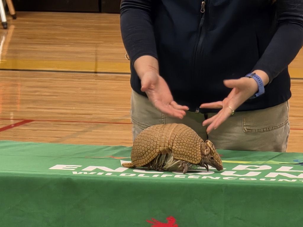 armadillo