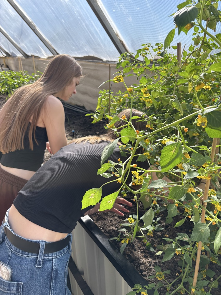 picking tomatillos 2