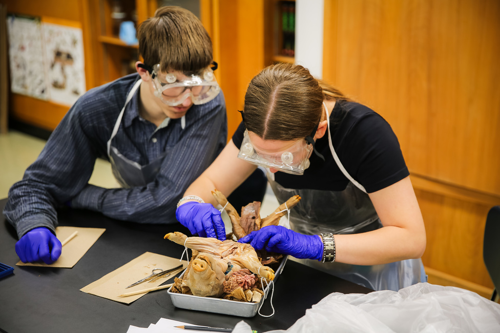 one student dissecting and another watching
