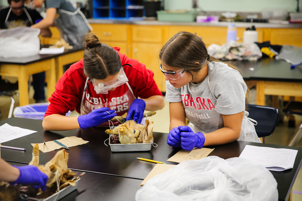 Two students sitting and dissecting a fetal pig