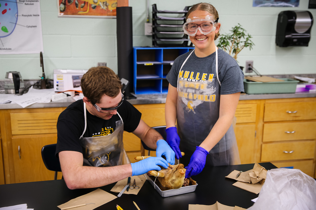 One student siting and another standing, dissecting a fetal pig