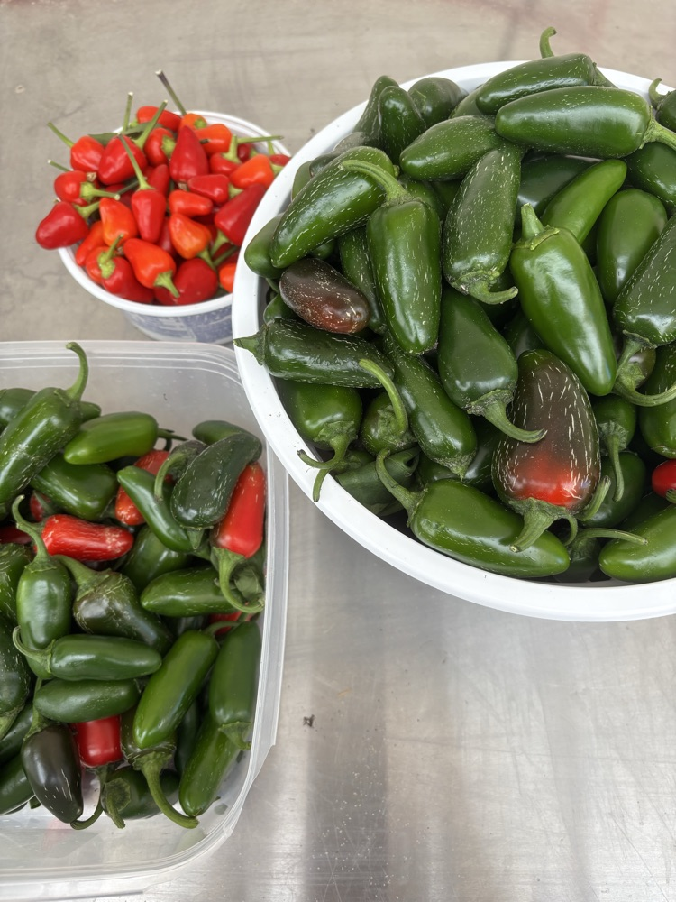 peppers for sale 