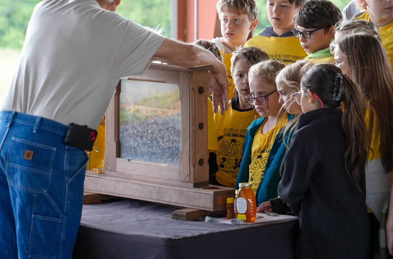 Students looking at bees