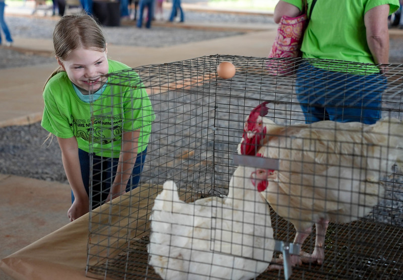 Student looking at chicken