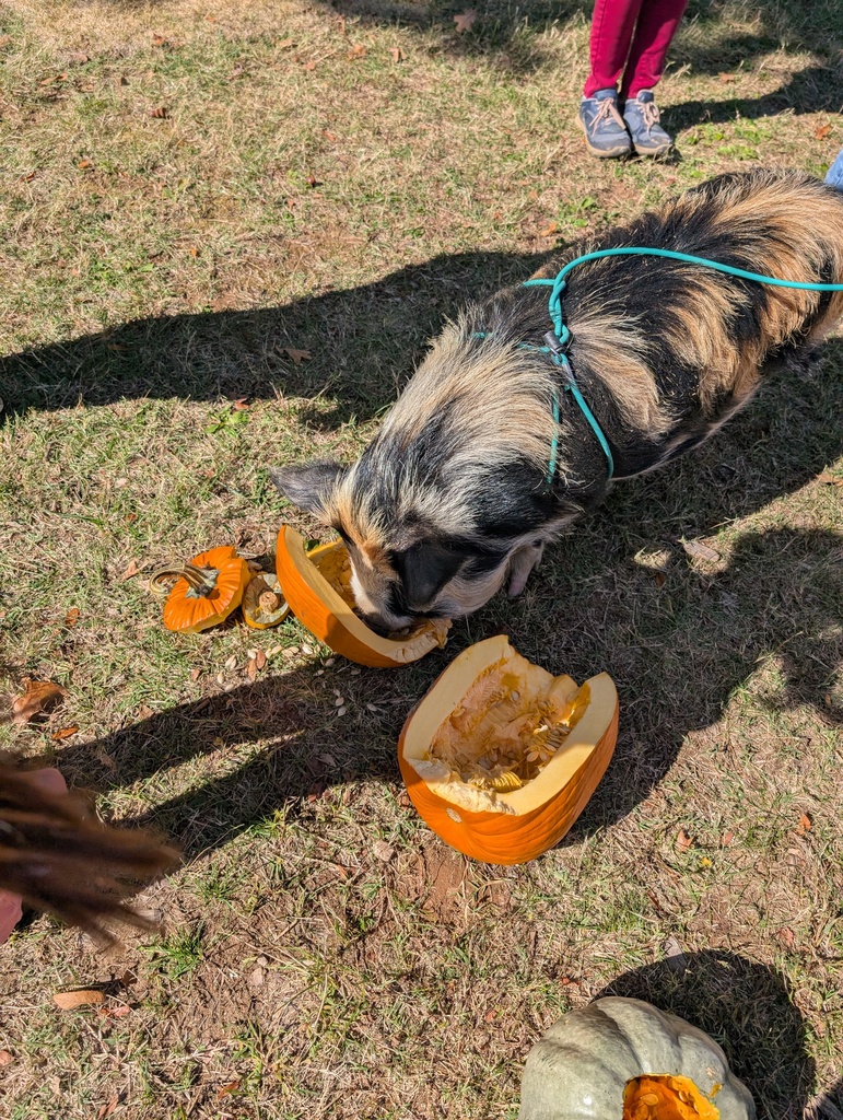 pig eating pumpkins